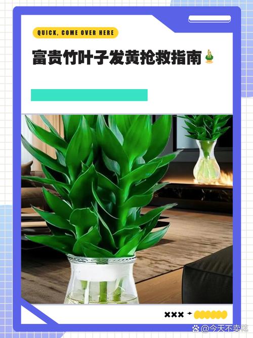 富贵竹黄叶?生锈铁钉放入水瓶