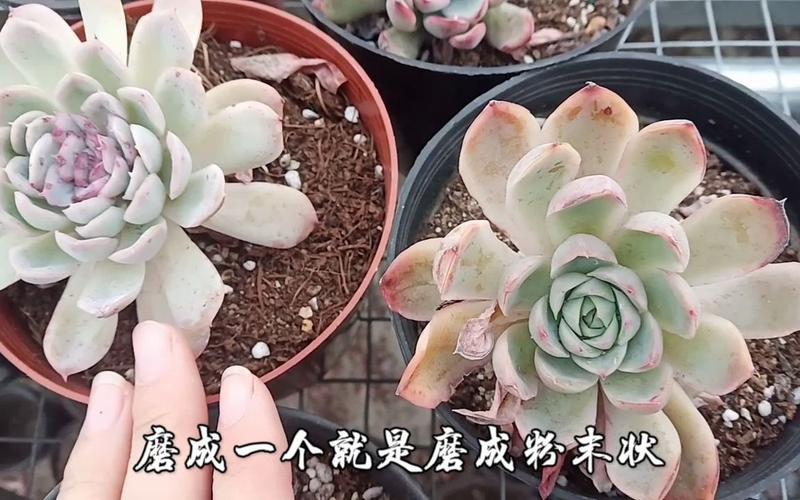 香蕉皮养多肉植物的正确方式