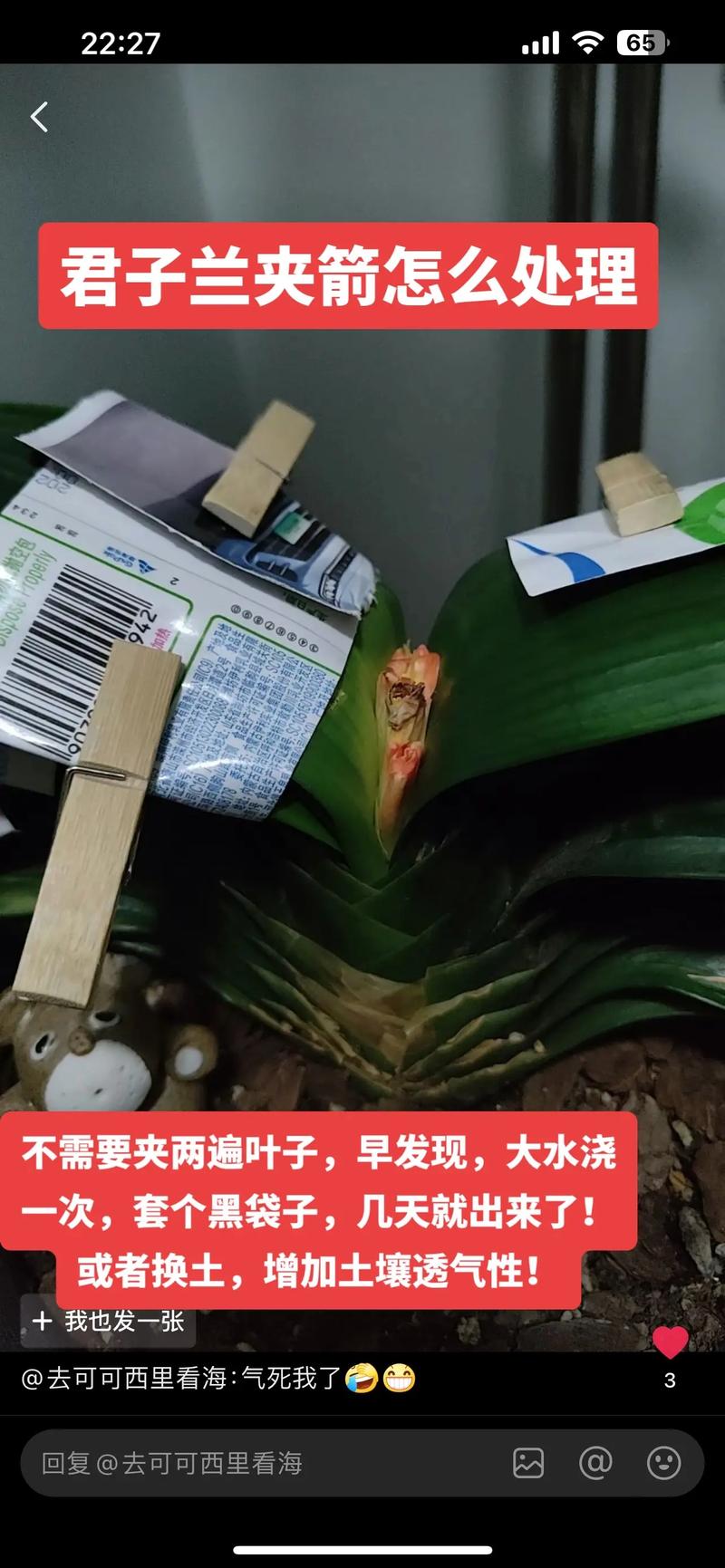 君子兰夹箭预防？温差控制 + 定期转盆养护法​