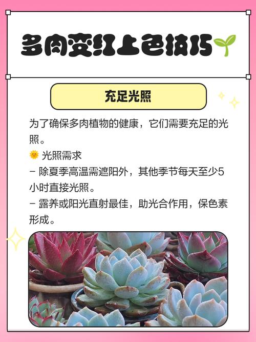 多肉上色秘诀?大温差 + 补光灯使用技巧