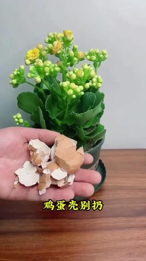花盆里埋个鸡蛋壳，花草长得更旺