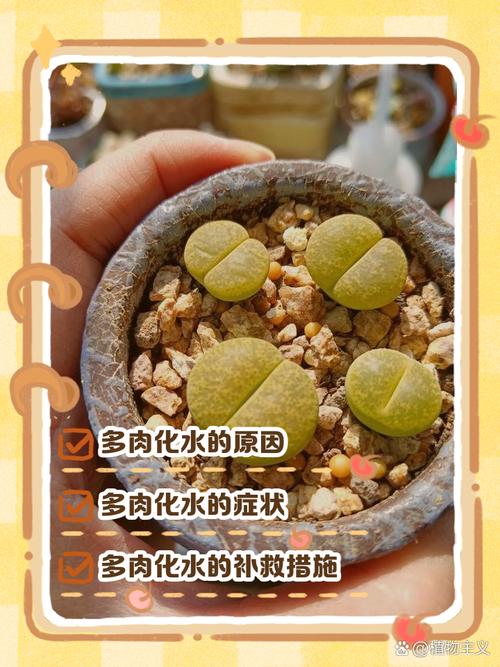 多肉叶片化水？3 步拯救法让肉肉重焕生机​