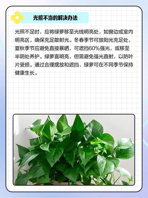 绿萝总黄叶?啤酒兑水擦拭亮又绿