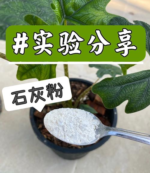 花盆里的蚯蚓松土过度?石灰粉调节土壤