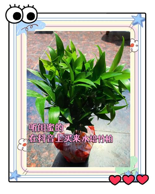 家庭防虫防鼠的天然植物