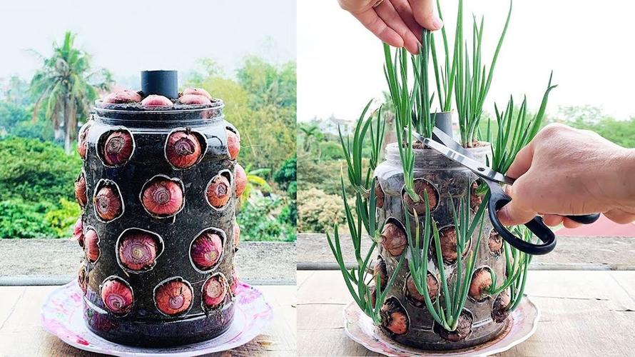 塑料瓶种菜安全吗？认准这3个标准