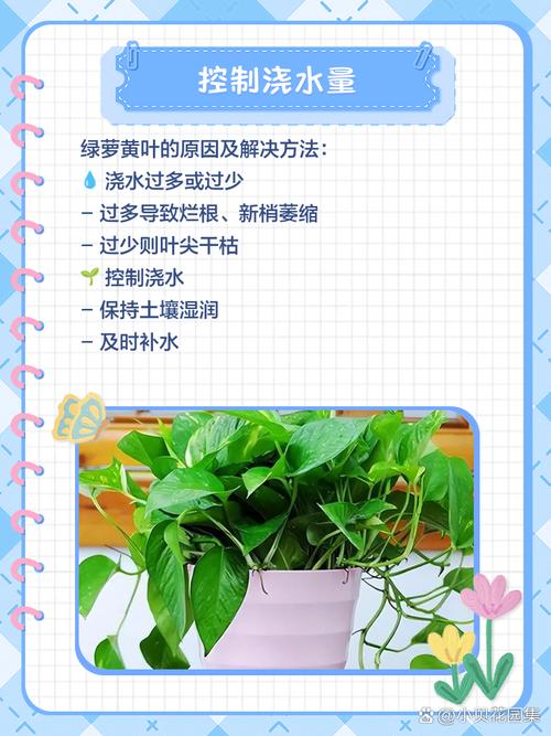 绿萝黄叶的3个急救措施