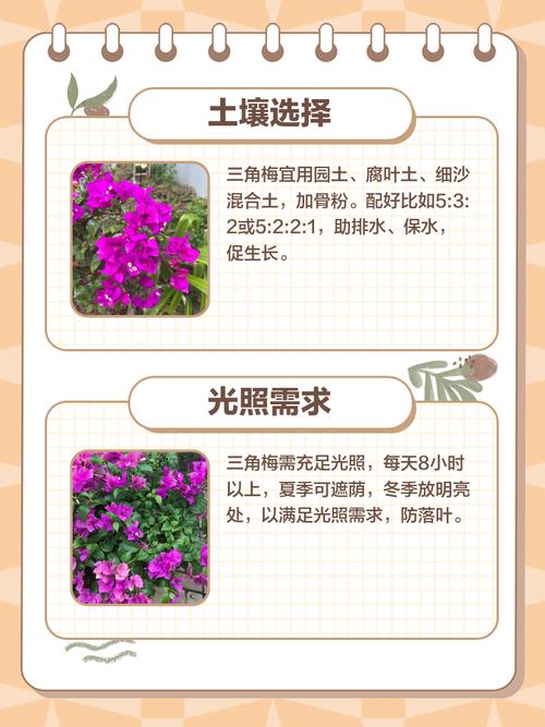 三角梅不开色？磷酸二氢钾 + 全日照养护秘籍​