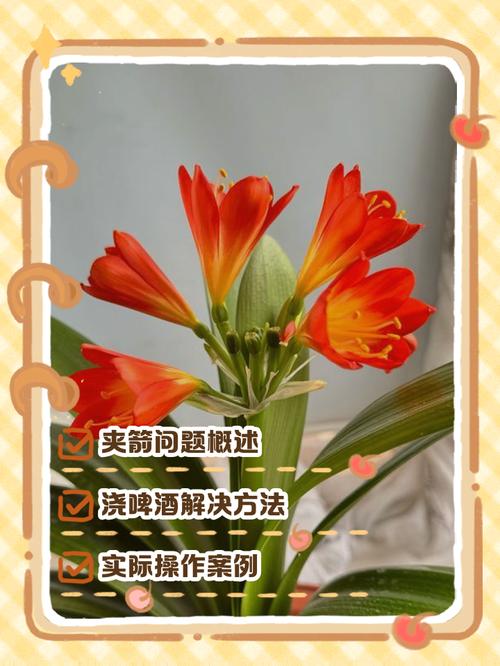 君子兰夹箭？啤酒兑水浇灌促开花​