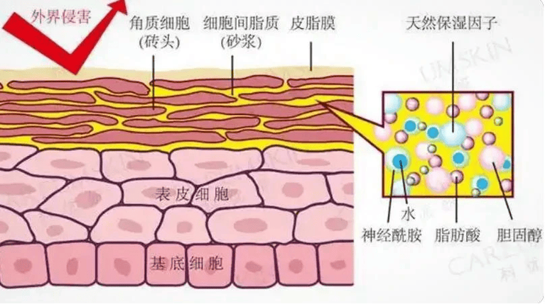 伤口愈合时为什么会痒?外科医生解密愈合全过程