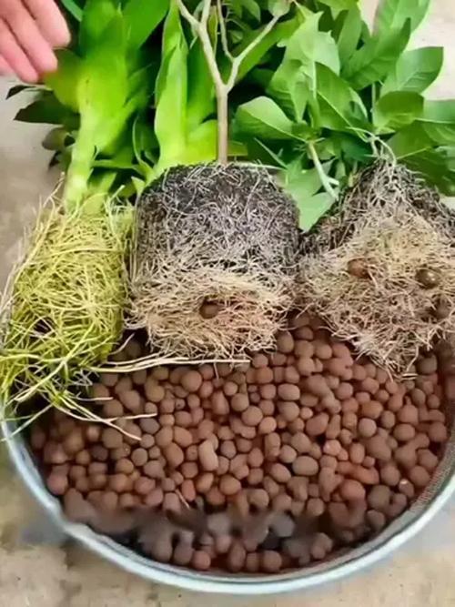花盆积水烂根？陶粒垫底排水法​