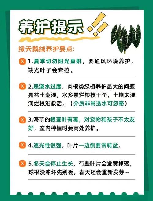 家庭绿植养护的常见误区