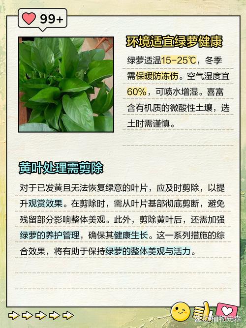花盆里的植物叶子发黄?这些补救措施要牢记