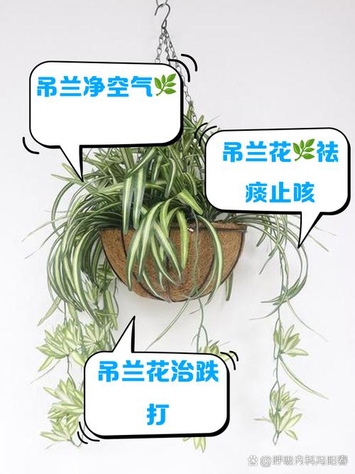 吊兰干尖？阿司匹林兑水浇花有奇效​