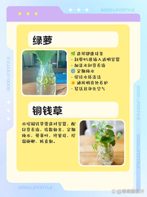 为什么不能用硬水养水培植物？