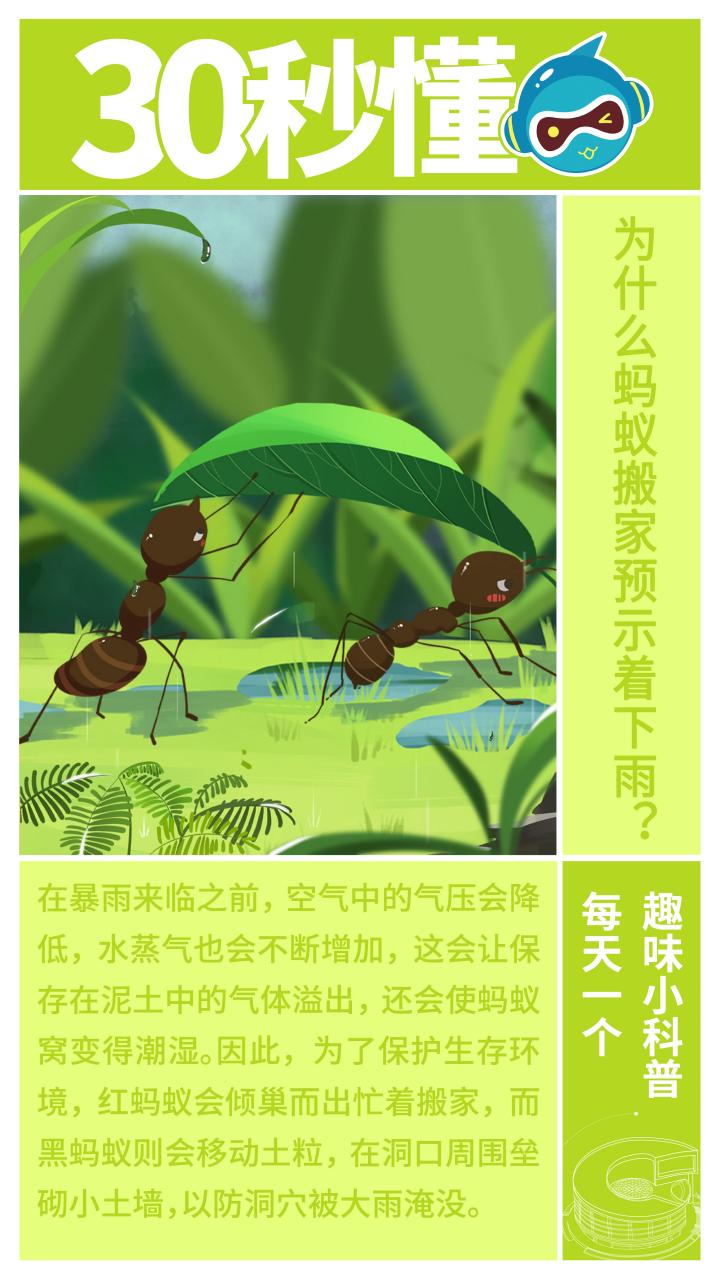 为什么下雨前蚂蚁会搬家？