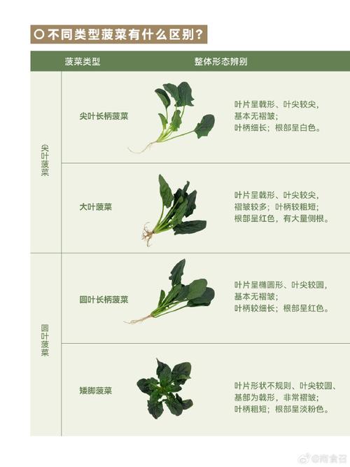 如何挑选新鲜的菠菜嫩叶？