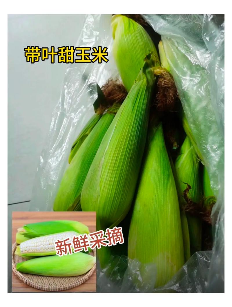 如何挑选新鲜的玉米？