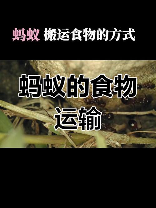 为什么蚂蚁会搬运食物？