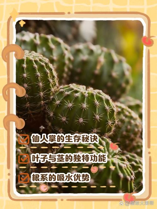 为什么沙漠中的仙人掌能储存水分？