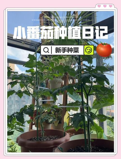 阳台种出爆盆番茄的五大狠招