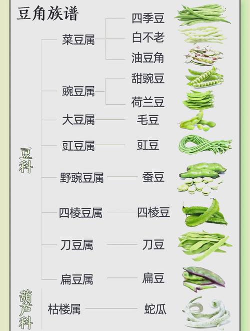 如何挑选新鲜的豆角段状蔬菜食材?