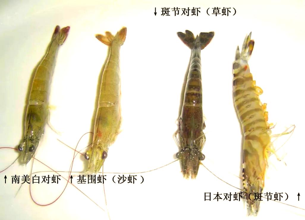怎样挑选新鲜的大虾?