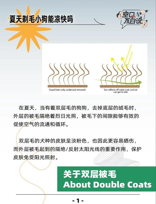 为什么夏天要给宠物修剪毛发？