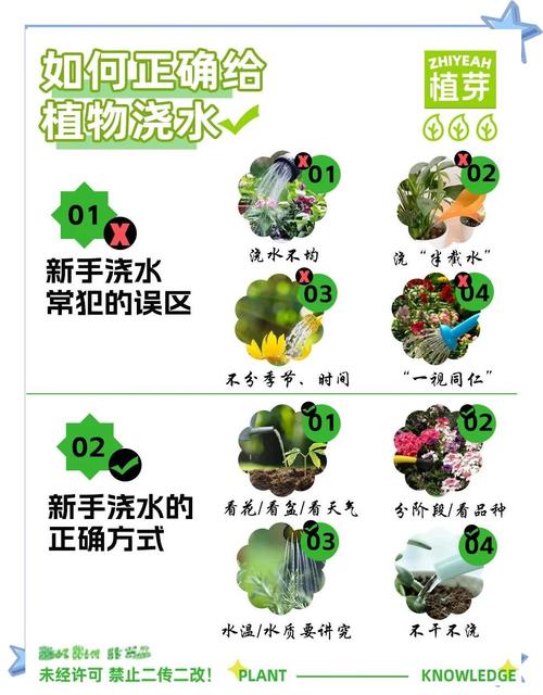 让绿植保持生机的浇水法则