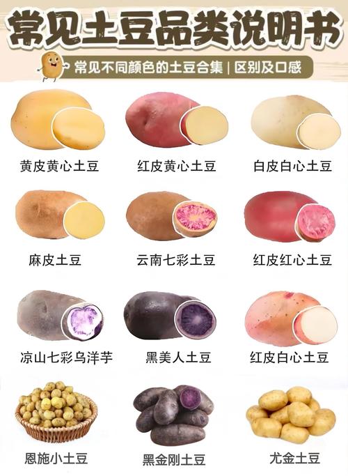 如何挑选新鲜的土豆？