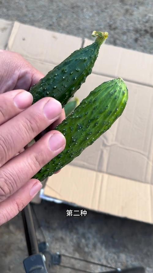 如何挑选新鲜的黄瓜？