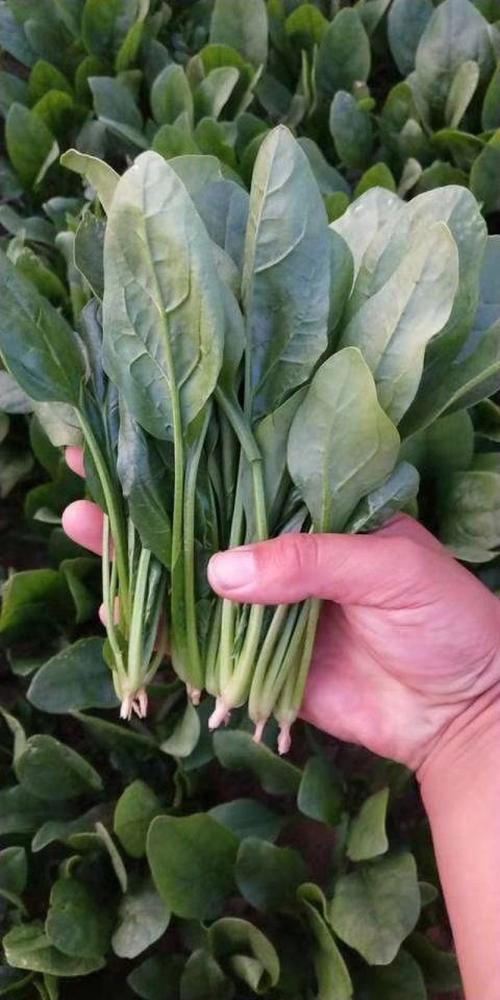 教你挑选新鲜菠菜的「茎部硬挺法则」