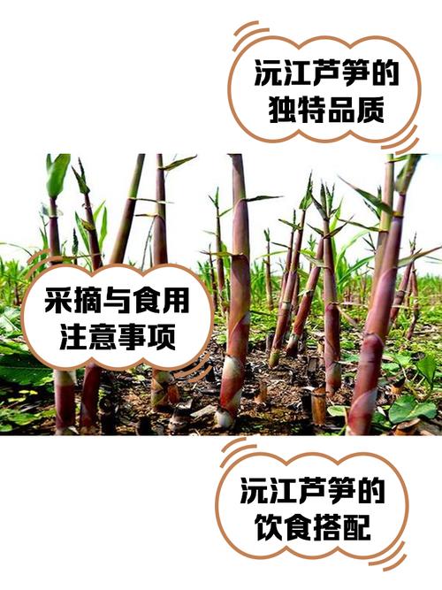 如何挑选新鲜的芦笋段？