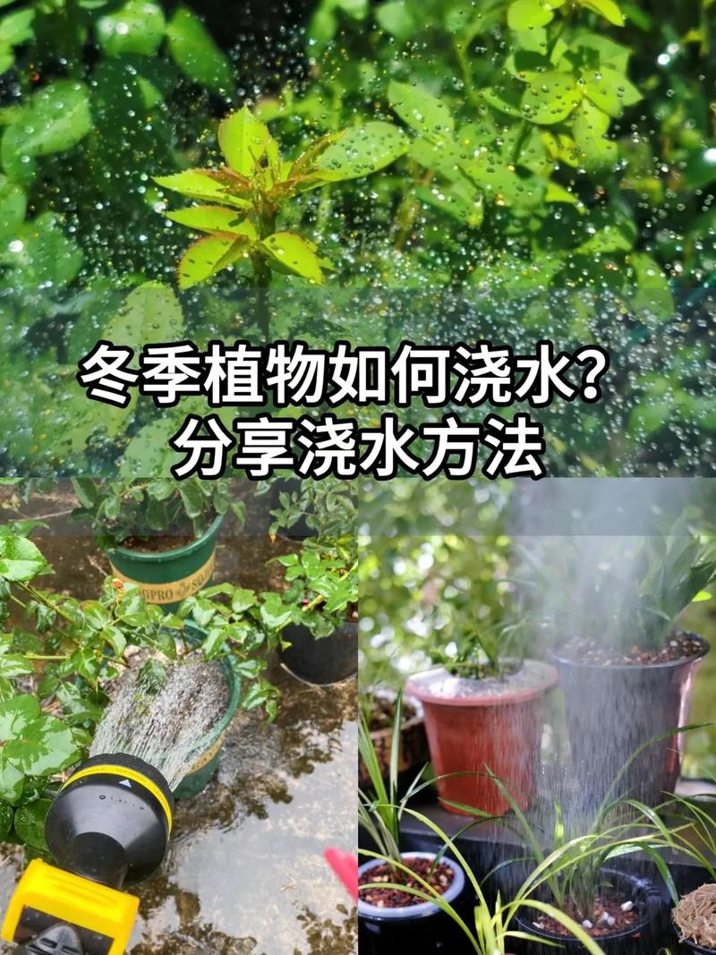 为什么冬天要给植物少浇水？