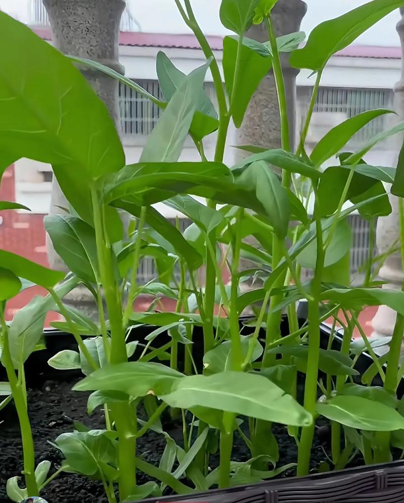 怎样挑选新鲜的空心菜?