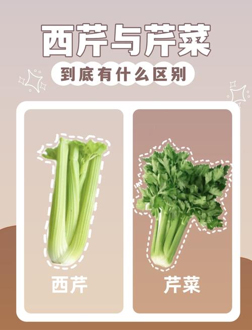 如何挑选新鲜的芹菜？