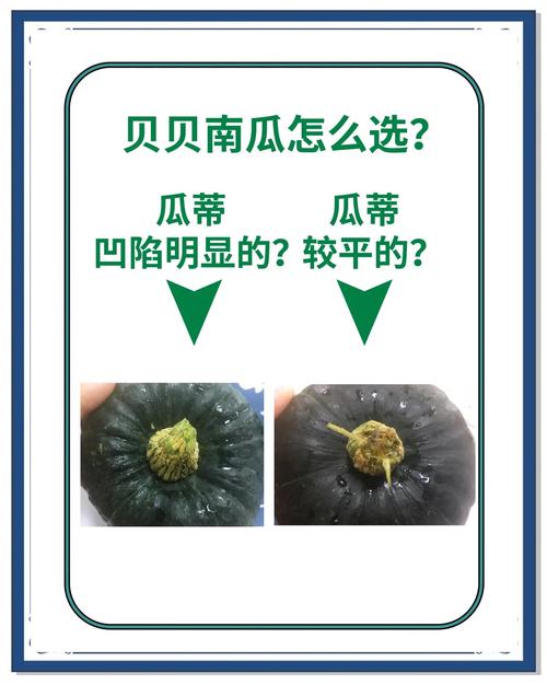 如何挑选新鲜的南瓜？