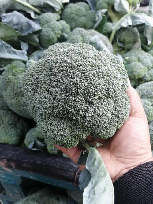 如何挑选新鲜的西兰花朵状？