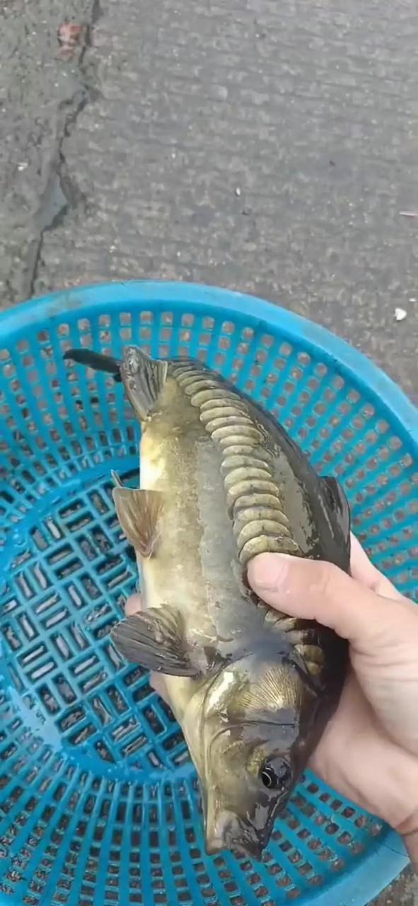 为什么鱼会有鱼鳞?