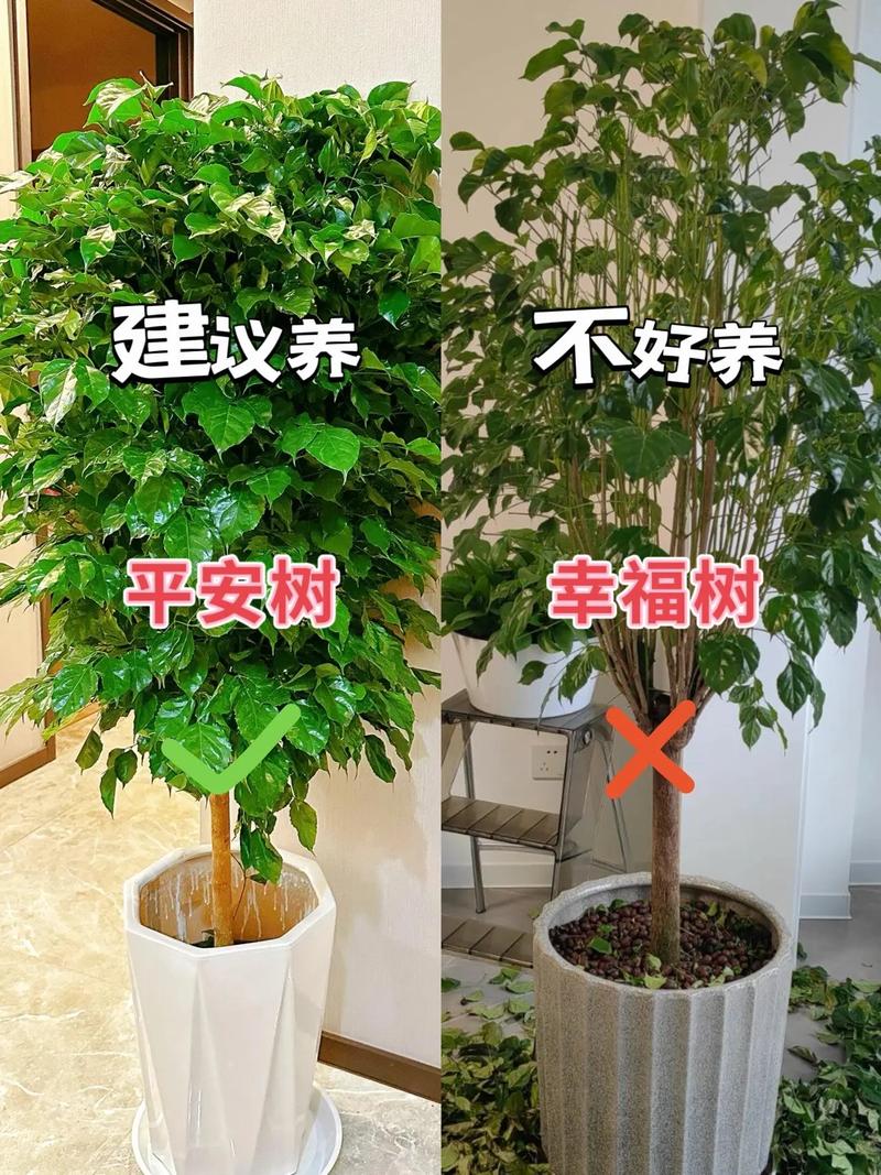 新手也能养活的5种懒人绿植