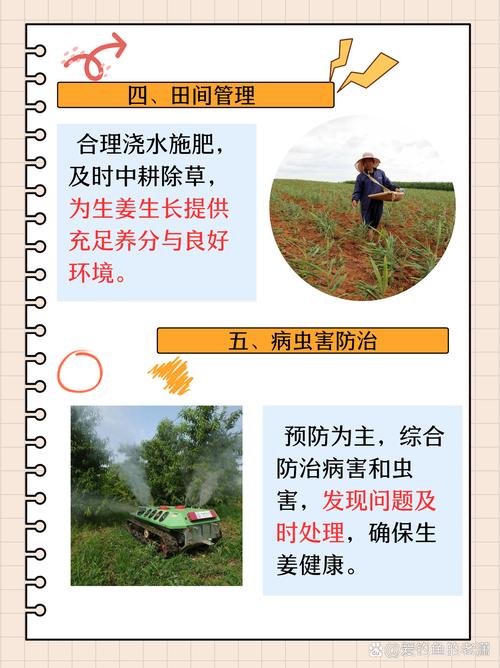 生姜发芽怎么种?芽点朝上埋入土中