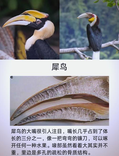 为什么鸟会有喙?