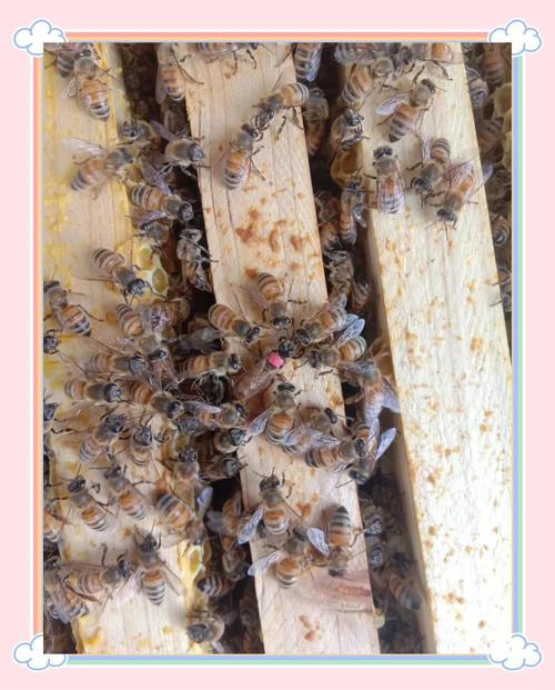 为什么蜂群会有蜂王?