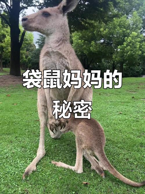 为什么袋鼠有育儿袋？
