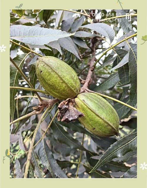 怎样挑选新鲜的碧根果？