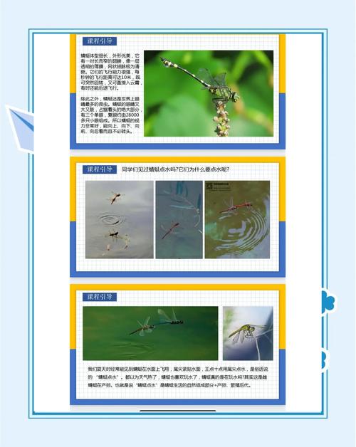 为什么蜻蜓要点水繁殖?