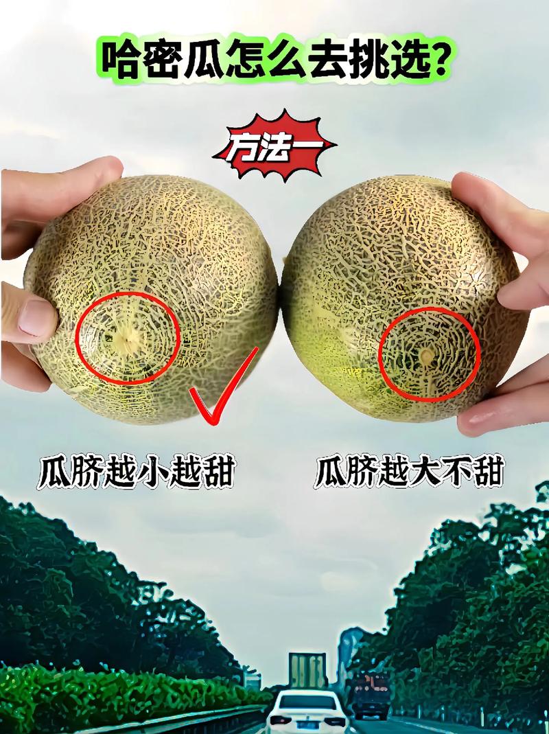 怎样挑选新鲜的哈密瓜?