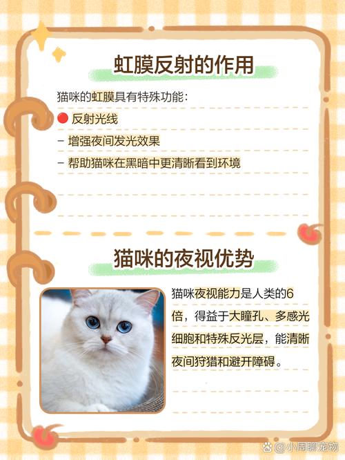 为什么猫的眼睛会发光?