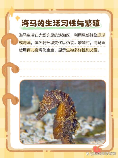 为什么海马是爸爸生孩子？