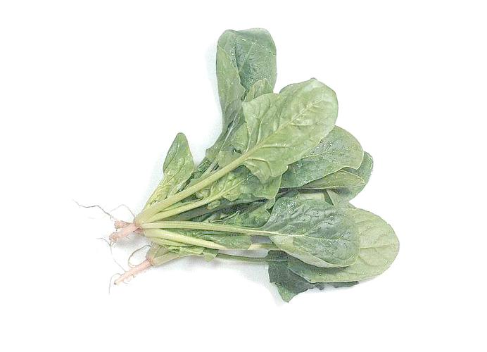 怎样挑选新鲜的菠菜？
